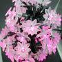 lotus string light