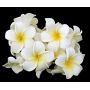 Frangipani  battery powered led string