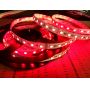 SMD5050 RGBW led strip 60LED/M