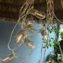 S14 led festoon light with lighting cable