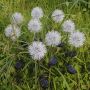 Solar dandelion garden spike lights